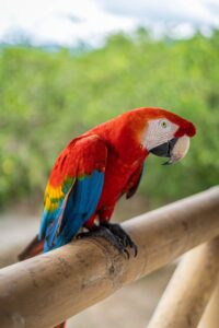 red yellow blue and green parrot on brown wooden stick